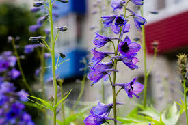 Attēlu rezultāti vaicājumam “Delphinium elatum  bud”