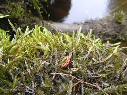 Attēlu rezultāti vaicājumam “Fontinalis antipyretica subsp. gracilis”