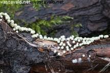 Attēlu rezultāti vaicājumam “Lamproderma nigrescens stalked”