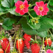 Attēlu rezultāti vaicājumam “Fragaria x ananassa”