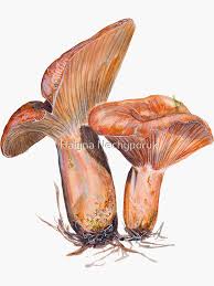 Attēlu rezultāti vaicājumam “Lactarius deliciosus”