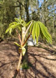 Attēlu rezultāti vaicājumam “Aesculus hippocastanum leaf”