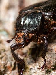 Attēlu rezultāti vaicājumam “Osmoderma barnabita”