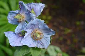 Image result for Scheinmohn