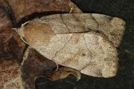 Attēlu rezultāti vaicājumam “Cosmia trapezina”