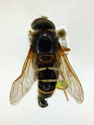 Attēlu rezultāti vaicājumam “Sericomyia lappona”