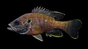 Image result for Lepomis cyanellus