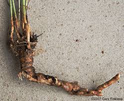 Attēlu rezultāti vaicājumam “Enteridium liceoides young”