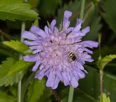 Image result for Knautia arvensis