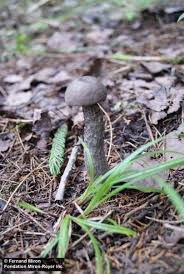 Attēlu rezultāti vaicājumam “Leccinum melaneum”