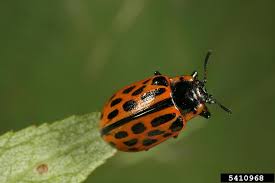 Attēlu rezultāti vaicājumam “Chrysomela vigintipunctata”