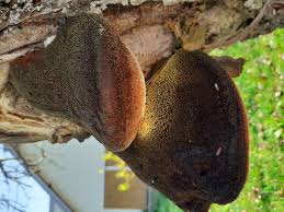 Attēlu rezultāti vaicājumam “Inonotus leporinus”