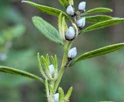 Attēlu rezultāti vaicājumam “Lithospermum officinale”