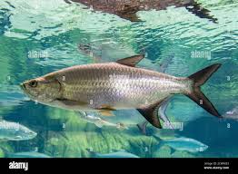 Image result for Megalops atlanticus