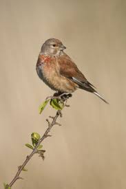 Attēlu rezultāti vaicājumam “Carduelis cannabina adult”