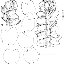 Attēlu rezultāti vaicājumam “Lophozia longiflora”
