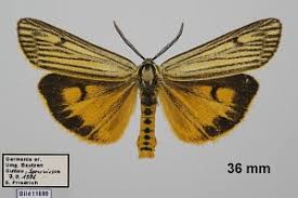 Attēlu rezultāti vaicājumam “Spiris striata”