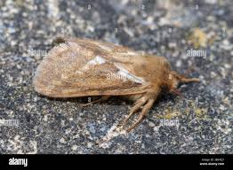 Attēlu rezultāti vaicājumam “Hepialidae”