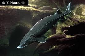 Image result for Huso fulvescens