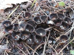 Attēlu rezultāti vaicājumam “Cyathus striatus”