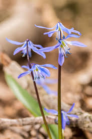 Attēlu rezultāti vaicājumam “Scilla siberica bud”