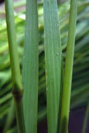 Attēlu rezultāti vaicājumam “Poa palustris”