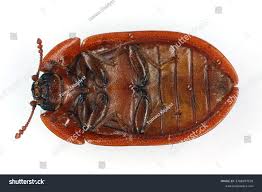 Attēlu rezultāti vaicājumam “Ostoma ferruginea”