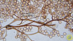 Attēlu rezultāti vaicājumam “Stemonitopsis typhina var. similis macro”