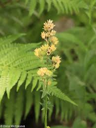Attēlu rezultāti vaicājumam “Polemonium caeruleum leaf”