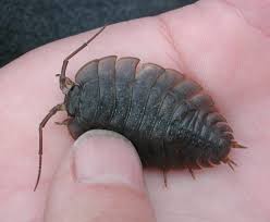 Attēlu rezultāti vaicājumam “Licea pygmaea sessile”