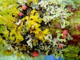 Attēlu rezultāti vaicājumam “Scoliciosporum chlorococcum”