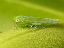 Attēlu rezultāti vaicājumam “Empoasca sp.”