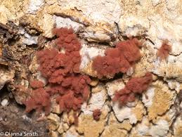 Attēlu rezultāti vaicājumam “Arcyria affinis macro”