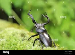 Attēlu rezultāti vaicājumam “Dendrophagus crenatus”