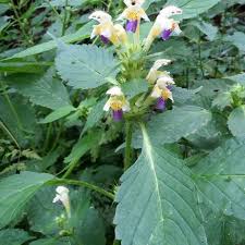 Attēlu rezultāti vaicājumam “Galeopsis speciosa flower”