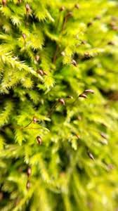 Attēlu rezultāti vaicājumam “Sciuro-hypnum reflexum sporophyte”