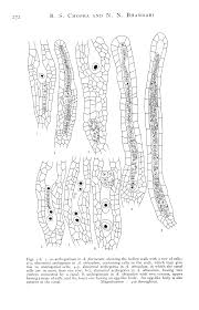Attēlu rezultāti vaicājumam “Atrichum flavisetum”