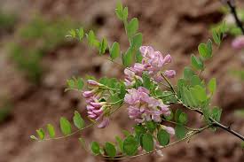 Attēlu rezultāti vaicājumam “Robinia neomexicana flower”