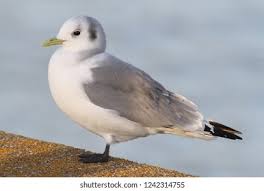 Attēlu rezultāti vaicājumam “Rissa tridactyla”