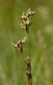 Attēlu rezultāti vaicājumam “Juncus squarrosus fruit”