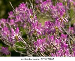 Attēlu rezultāti vaicājumam “Rhododendron canadense”