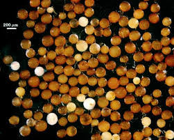 Attēlu rezultāti vaicājumam “Comatricha elegans var. microspora spores”