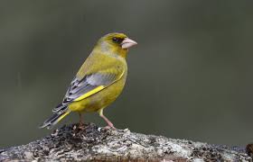 Attēlu rezultāti vaicājumam “Chloris chloris”