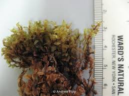 Attēlu rezultāti vaicājumam “Calliergon trifarium”