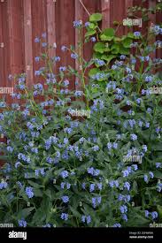 Attēlu rezultāti vaicājumam “Symphytum asperum”