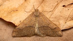 Attēlu rezultāti vaicājumam “Agriopis marginaria”