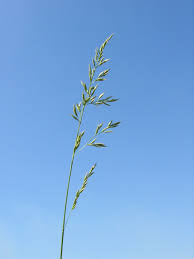 Attēlu rezultāti vaicājumam “Enteridium liceoides”