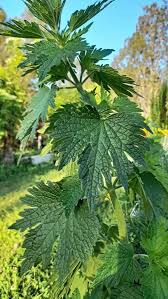 Attēlu rezultāti vaicājumam “Lathraea squamaria bud”