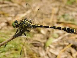 Attēlu rezultāti vaicājumam “Onychogomphus forcipatus”