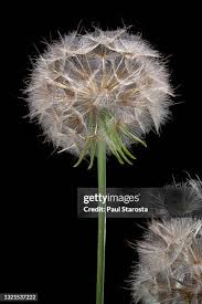 Attēlu rezultāti vaicājumam “Tragopogon pratensis subsp. pratensis fruit”
